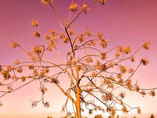 flowers on background of blue sky