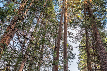 Yosemite National Park Valley, forest with colorful trees and ancient giant sequoias, by the end of Autumn and beginning of Winter Season, California, United States of America.