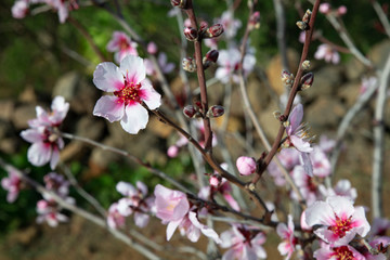 Fototapeta na wymiar Domesticated Prunus dulcis, commonly known as sweet almond tree, with fresh twigs, brunches abundant in pale-pink flowers on 
