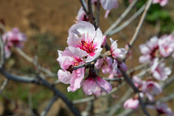 Domesticated Prunus dulcis, commonly known as sweet almond tree, with fresh twigs, brunches abundant in pale-pink flowers on "almendro en flor" path through Santiago del Teide, Canary Islands, Spain