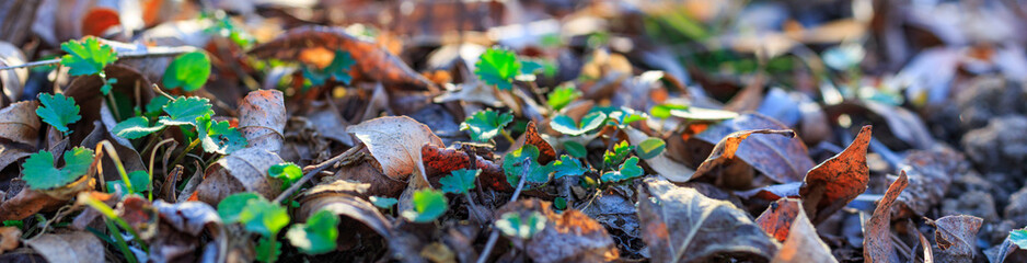 panoramic view of sprouts in the leaves. early spring image