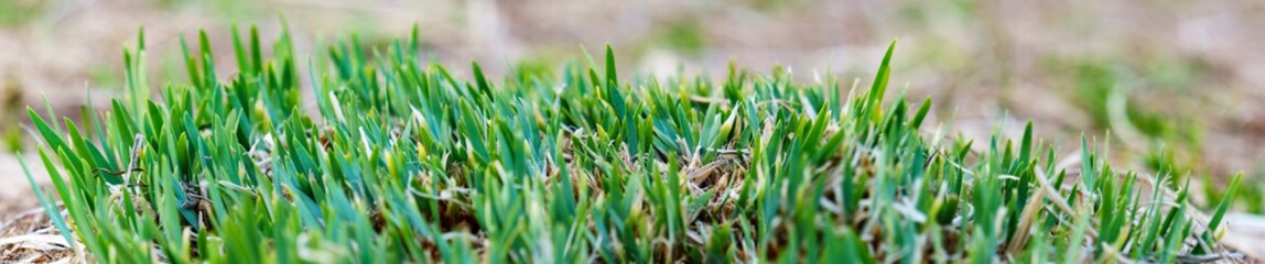panoramic view of young green grass in the early spring. shoots of green grass in spring. green grass on a background