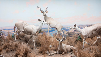 Some antelopes in the savannah © Attila Kapodarca