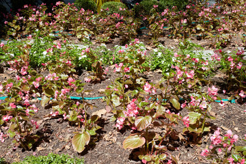 Potted plants in the street