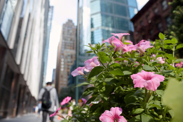 Photo of a pink flower