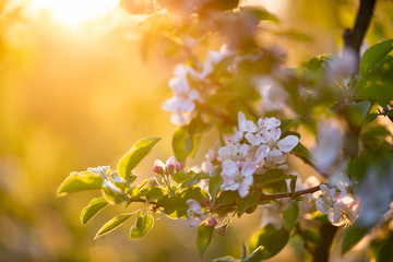 Cherry tree in the full bloom during sunset
