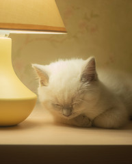 cat sleep near lamp