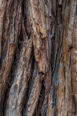 Yosemite National Park Valley, giant sequoias tree trunk background, California, United States of America