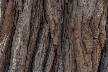 Yosemite National Park Valley, giant sequoias tree trunk background, California, United States of America
