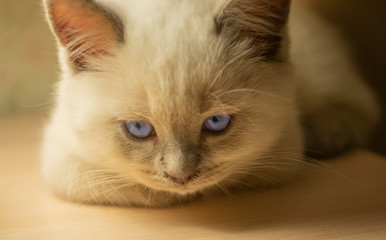 cats portrait 