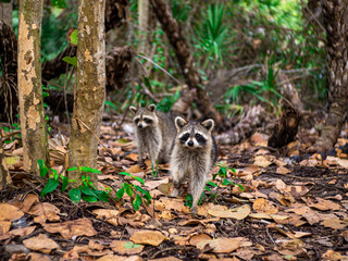 Raccoons in the forest