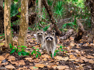 Naklejka premium two Raccoons In the forest