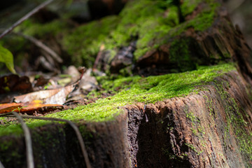 green moss on the tree