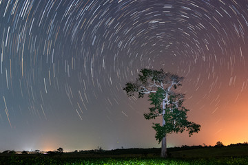 Star Trails around a tree