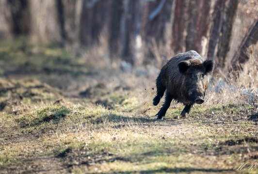 Black boar running through the forest under the sunlight with a blurry background