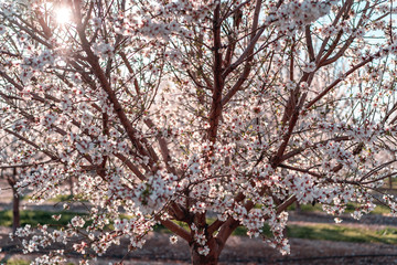 Fototapeta premium Almond Tree Blossoms