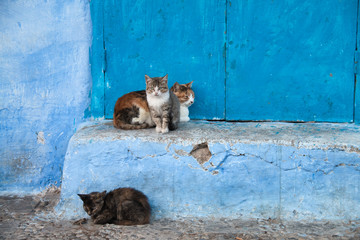 Stray cats in Chaouen, Morocco.