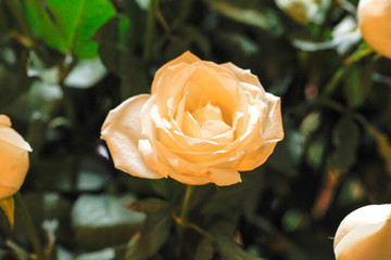 beautiful fores and defocused roses pair texture background