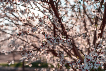 Almond Tree Blossoms
