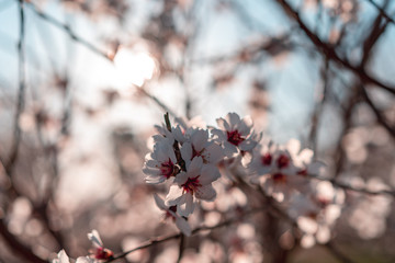 Almond Tree Blossoms