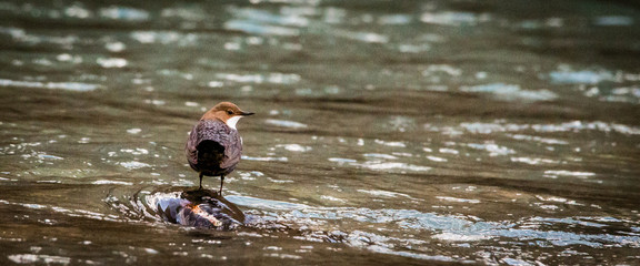 Bird sitting on a rock in a river, France, Haute Savoie, D3dec