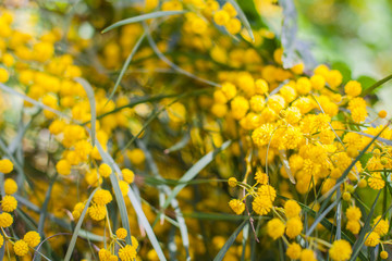Mimosa, Acacia dealbata. Branch with yellow flowers.