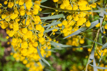 Mimosa, Acacia dealbata. Branch with yellow flowers.