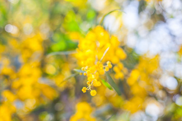 Mimosa, Acacia dealbata. Branch with yellow flowers.