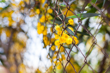 Mimosa, Acacia dealbata. Branch with yellow flowers.
