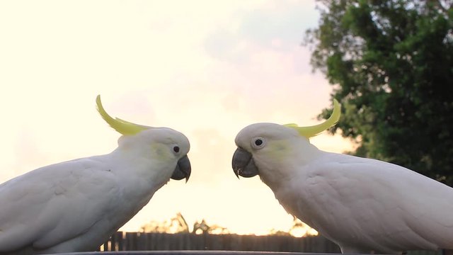 cockatoo pare couple parrot eating  video wildlife animal early morning in Queensland Australia