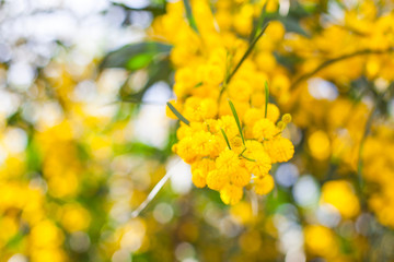 Mimosa, Acacia dealbata. Branch with yellow flowers.