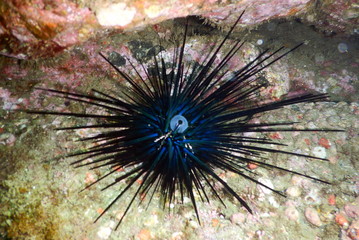 Costa Rica sea life