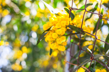 Mimosa, Acacia dealbata. Branch with yellow flowers.