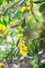 Mimosa, Acacia dealbata. Branch with yellow flowers.