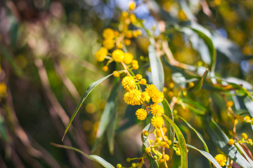 Mimosa, Acacia dealbata. Branch with yellow flowers.
