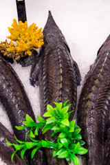 black fresh sterlet fish gray on ice