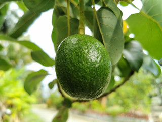 Close-up fresh avocado grow on the tree. Avocado fruit hanging on twig with green leaves background
