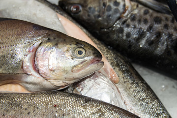 Closeup of fish heads on ice at a fish market. Mouths open