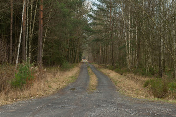 Fototapeta na wymiar Leśna droga w sosnowym lesie.