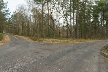 Leśna droga w sosnowym lesie.