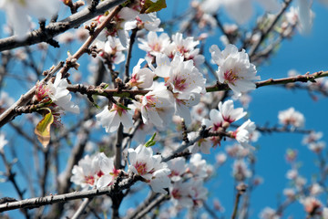 Domesticated Prunus dulcis, commonly known as sweet almond tree, with fresh twigs, brunches abundant in pale-pink flowers on 