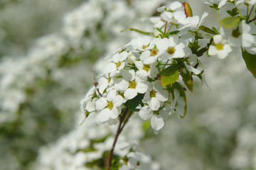 white flowers in spring
