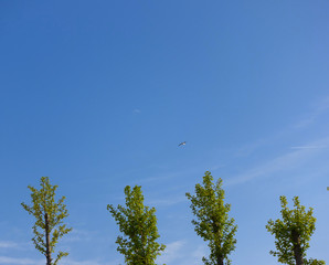 A bird is flying in the blue sky. Four tall trees stretched up to the heavens. Incheon, Seoul