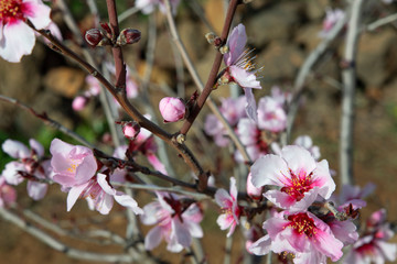 Domesticated Prunus dulcis, commonly known as sweet almond tree, with fresh twigs, brunches abundant in pale-pink flowers on 