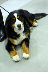 Bernese Mountain Dog - a good thoroughbred dog, well manicured ready for the exhibition.