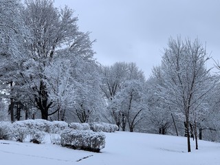 winter landscape with trees and snow