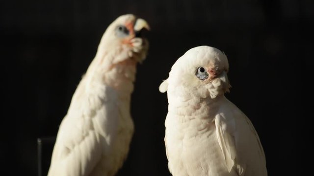 little corella bird two pare portrait of parrot morning Australia