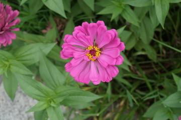 pink flower