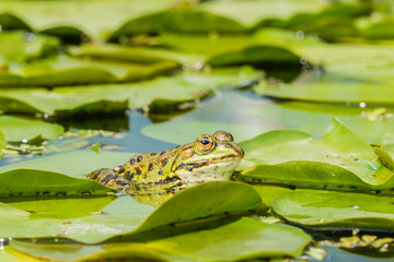 Frosch in Teich