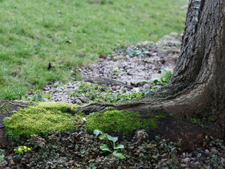 Close-up of old pine tree roots covered with green moss in a forest